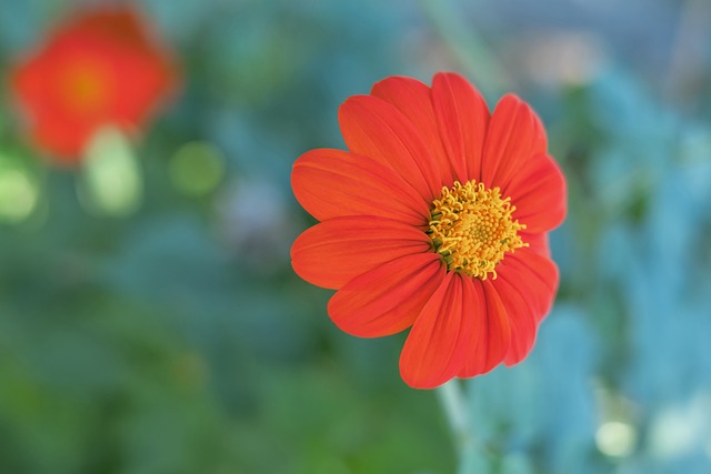 平台的推出 平台的推出