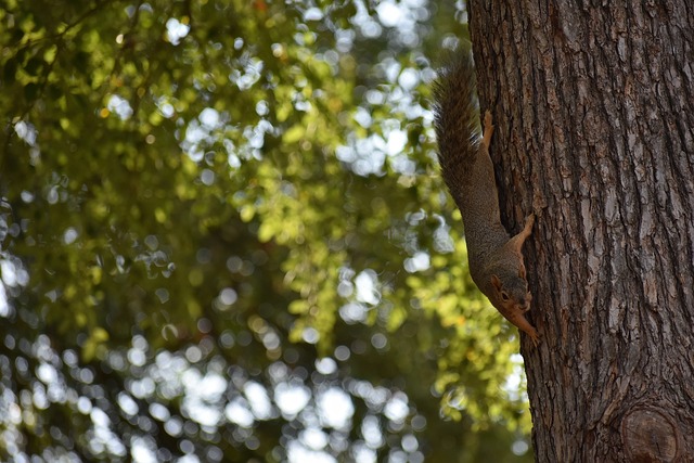 卫冕冠军在 卫冕冠军在